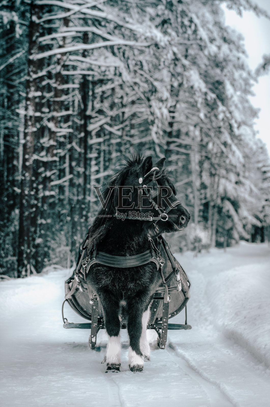 一匹黑马拉着雪橇穿过森林里的雪照片摄影图片