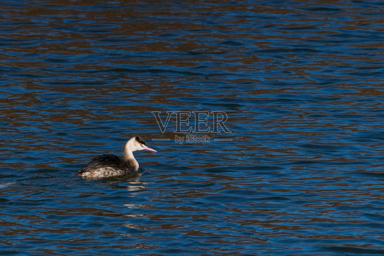 Kızılırmak三角洲的大冠头灰尾鸲照片摄影图片