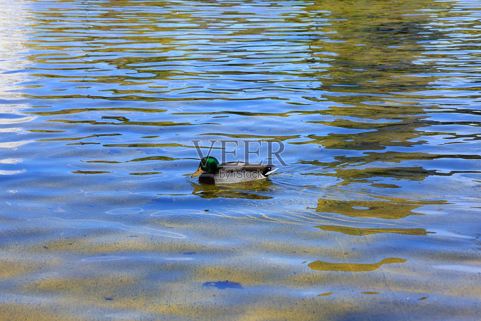 鸭子照片摄影图片