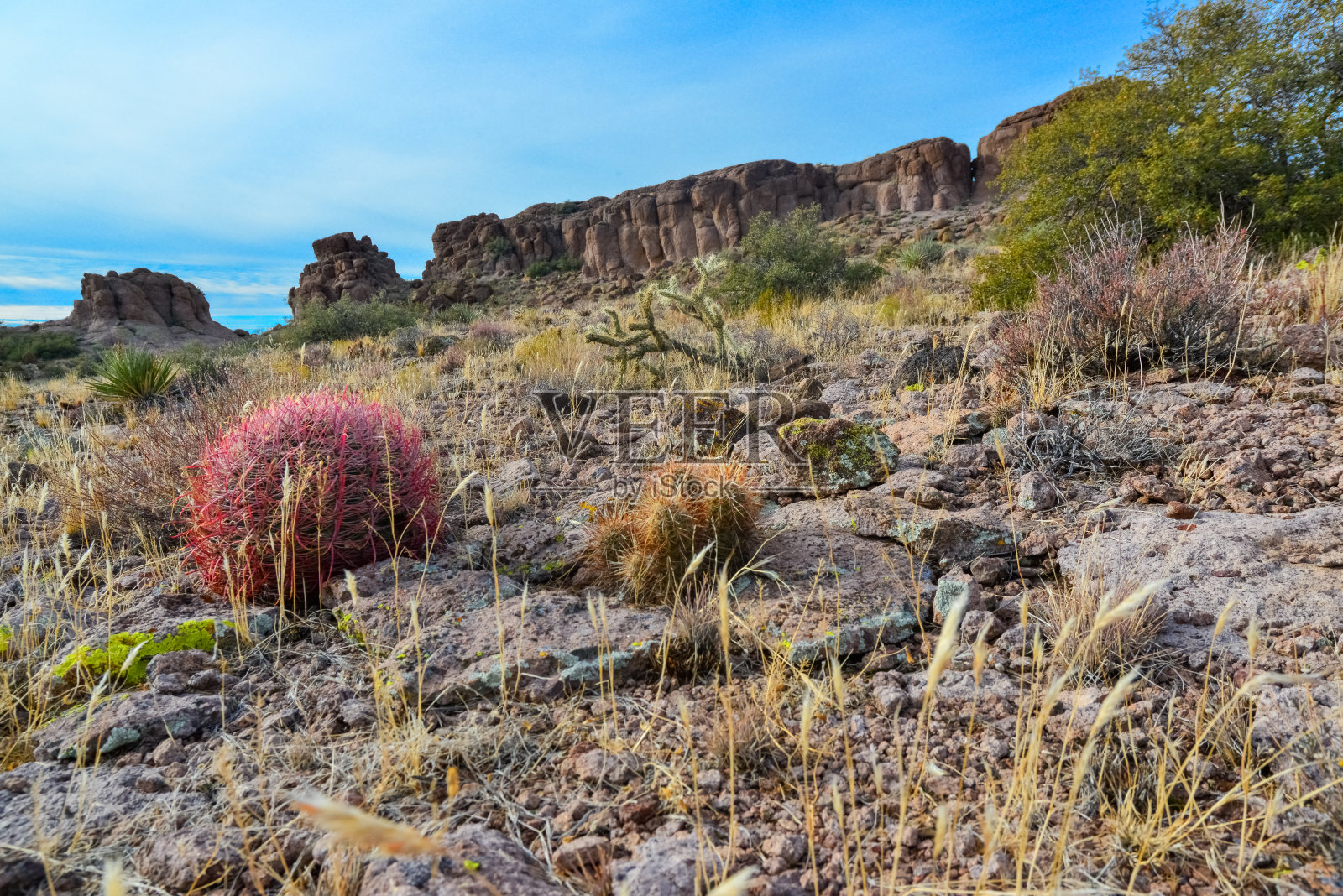 加州桶形仙人掌，圆锥形桶形仙人掌(Ferocactus aceus)，仙人掌生长在沙漠中的石头上。亚利桑那州的仙人掌照片摄影图片