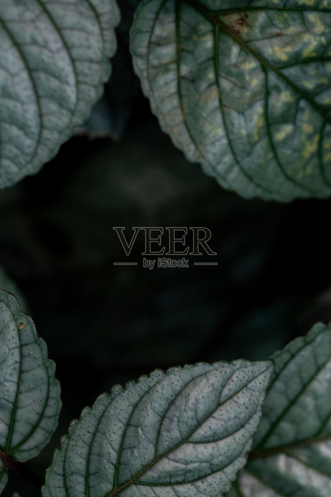 多色绿叶边界背景照片摄影图片