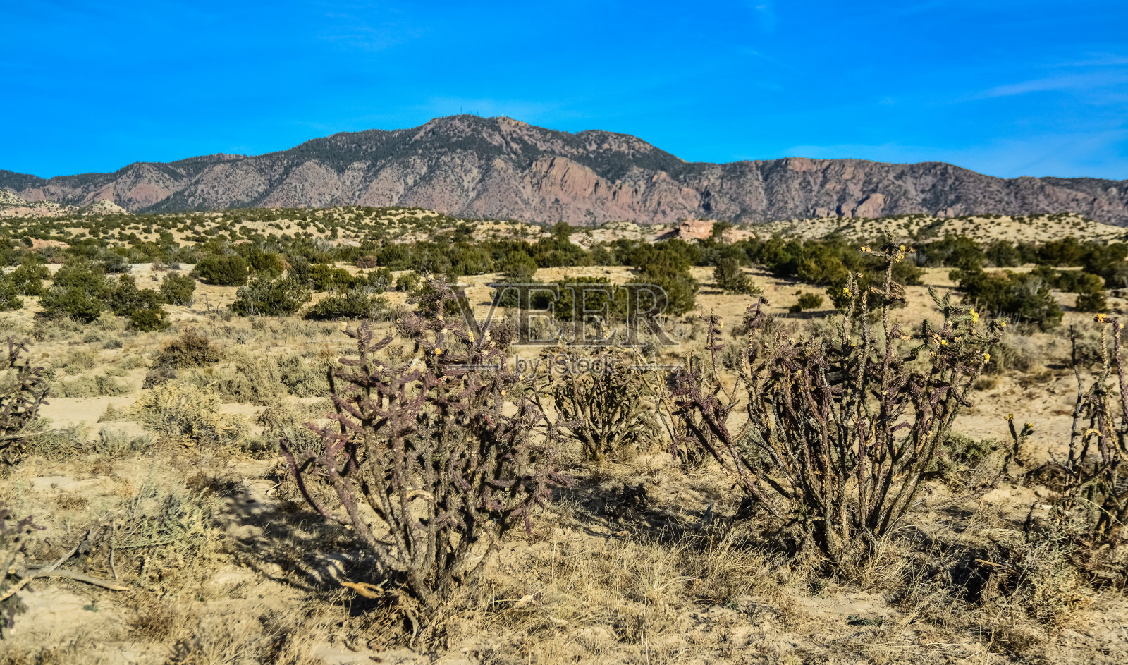 仙人掌(圆柱形花序):多刺的圆柱形花序，果实黄色，有种子。美国新墨西哥州照片摄影图片