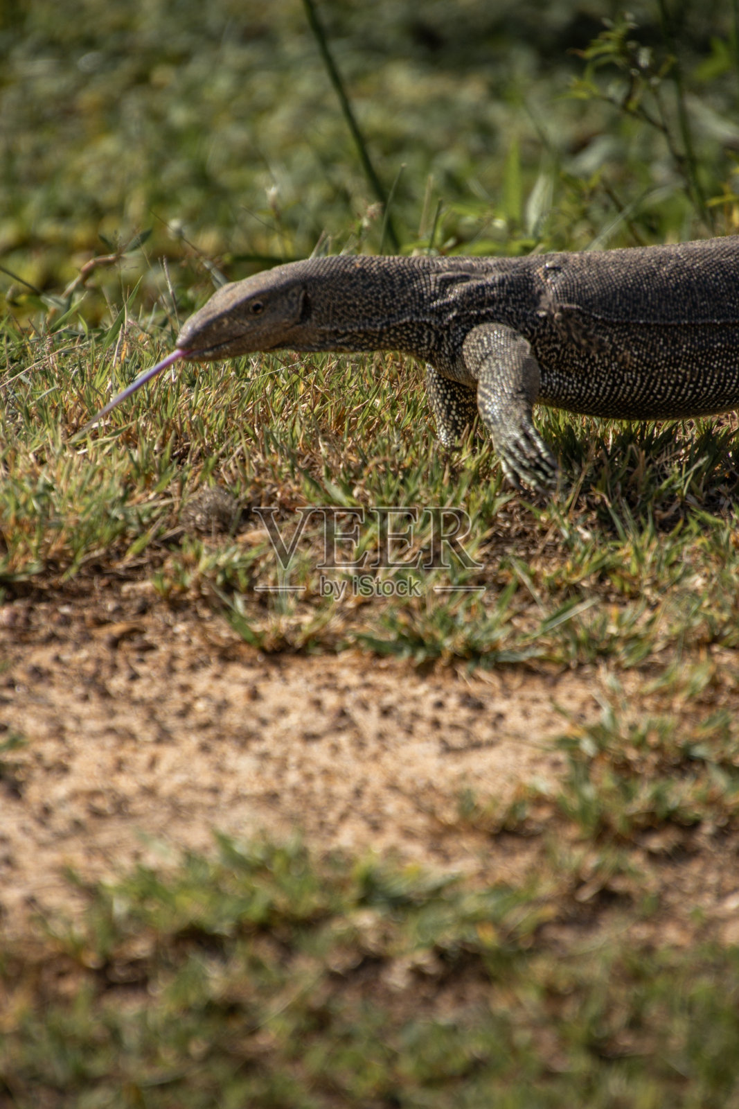 在亚拉国家公园的湖岸上散步的陆地巨蜥照片摄影图片