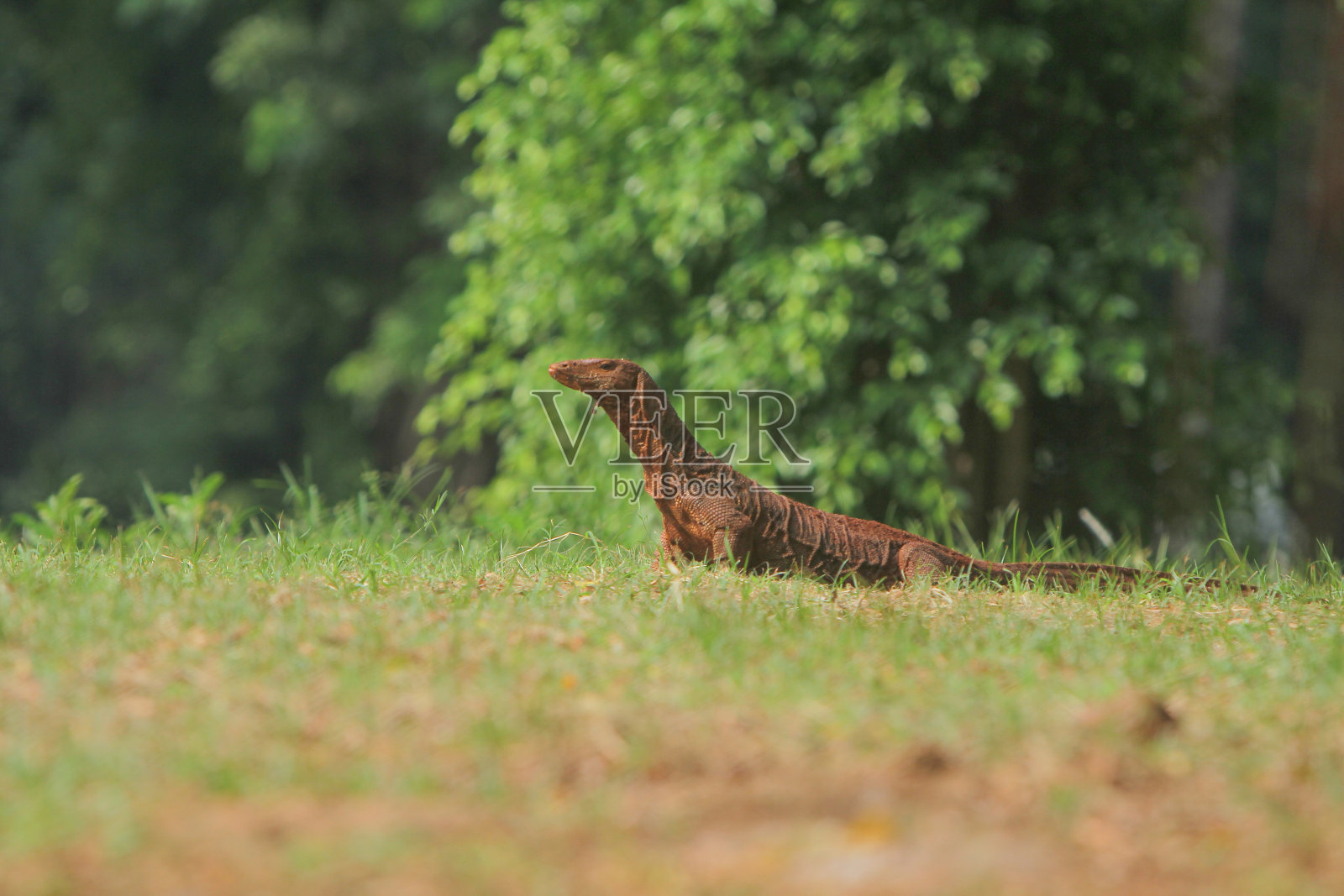 蜥蜴照片摄影图片