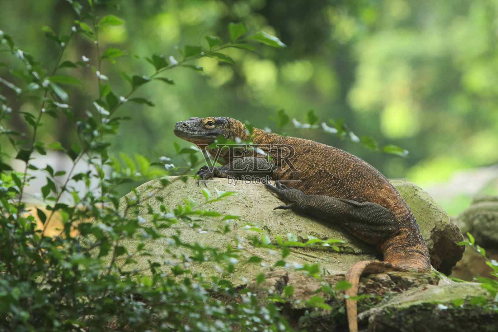 科摩多龙照片摄影图片