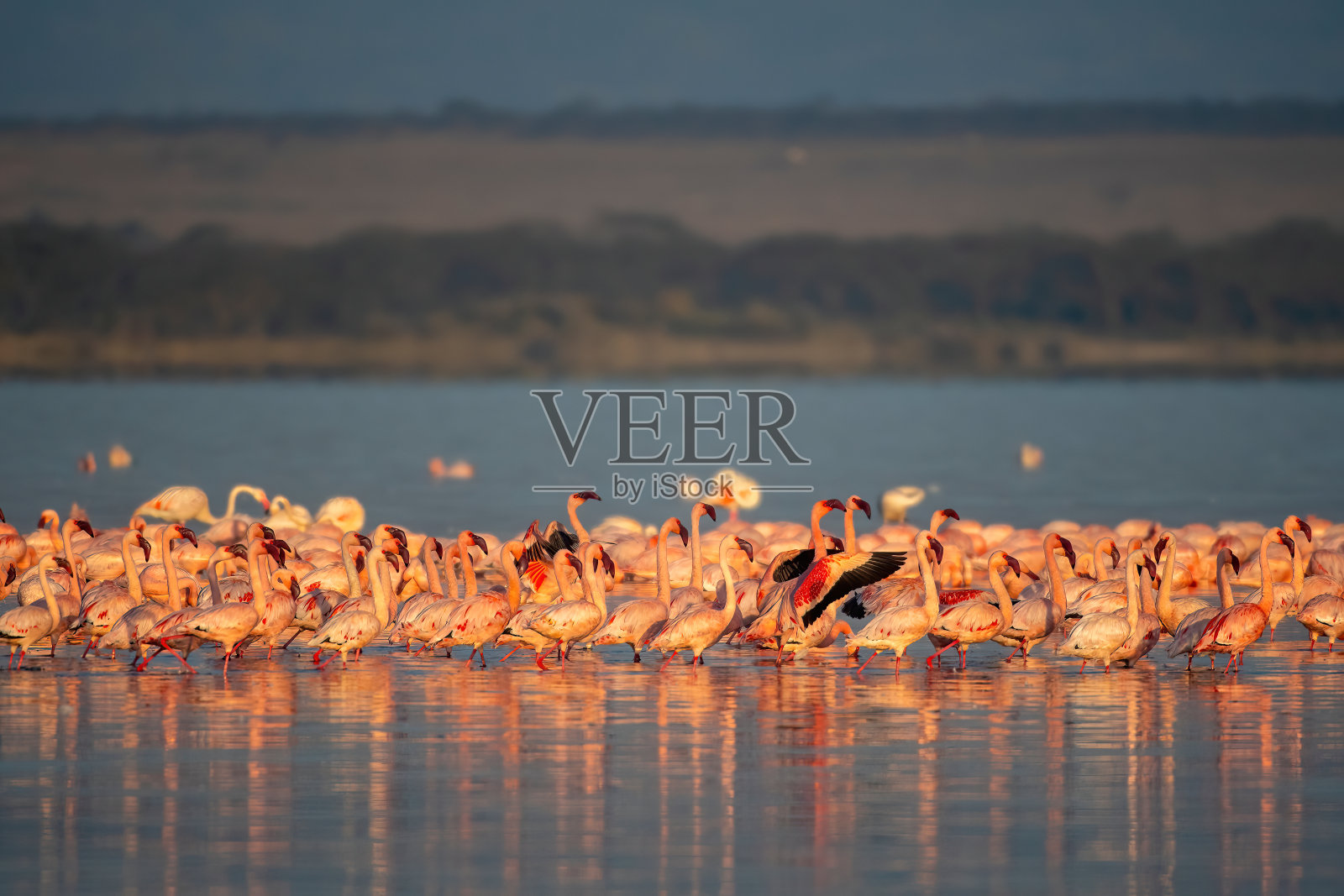 黎明时分，一群小火烈鸟在埃莱门泰塔湖上，那里有美丽的光线——肯尼亚照片摄影图片