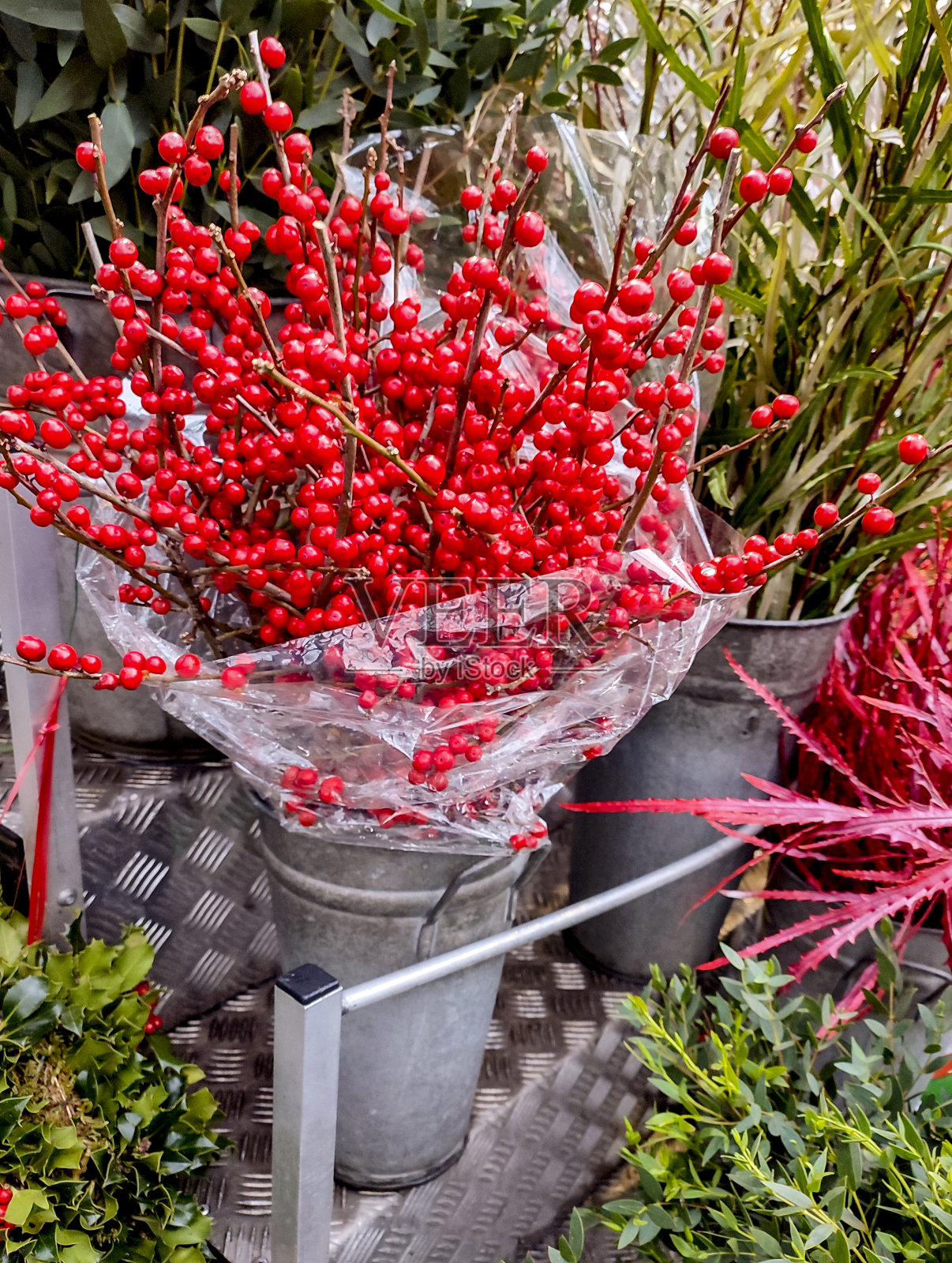 红色的圣诞花在英国伦敦照片摄影图片