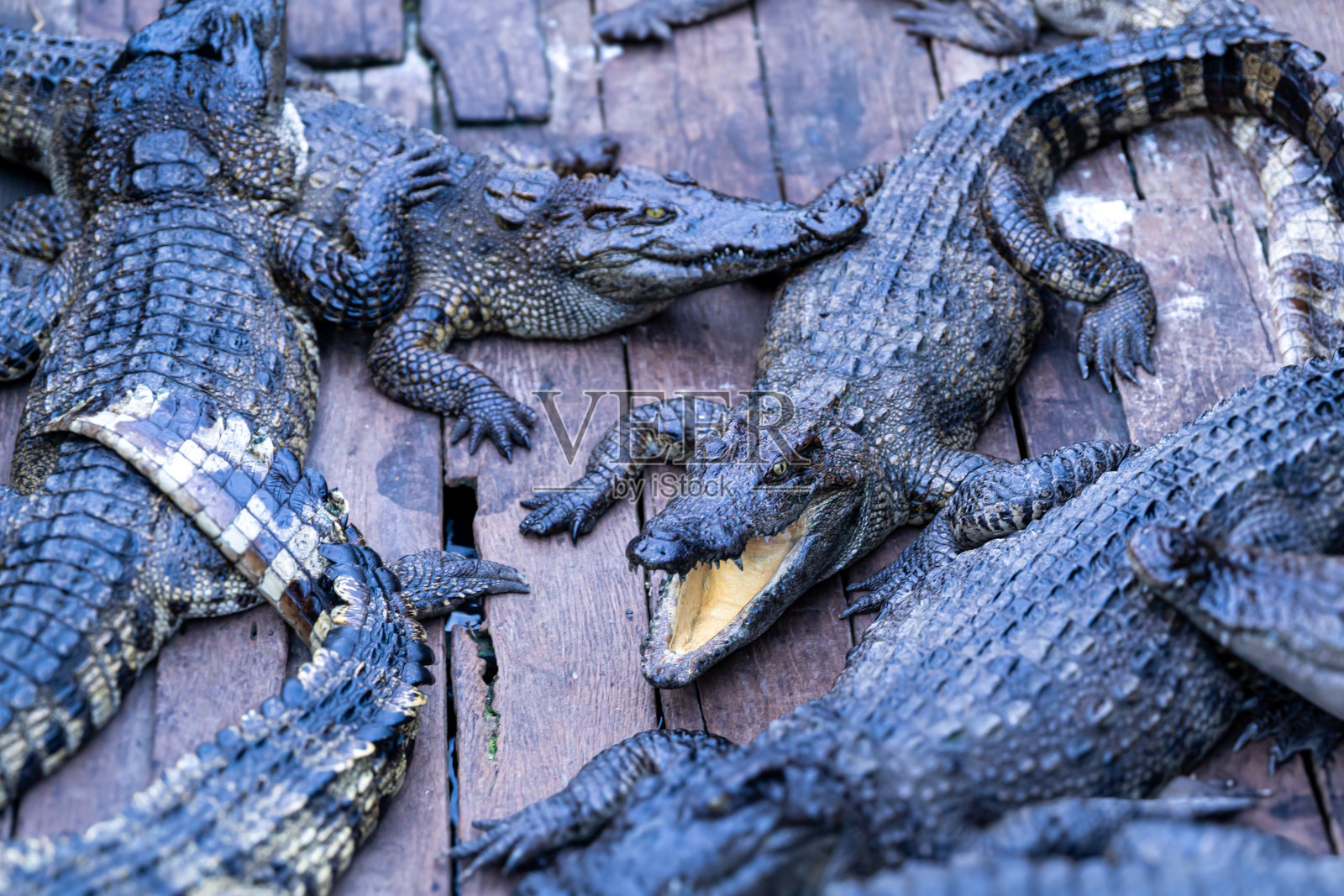 “水上乡村生活:捕捉柬埔寨水上社区的精髓”照片摄影图片