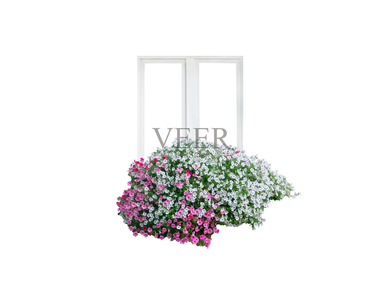 窗框上的房子与花相映成辉(矮牵牛花)照片摄影图片