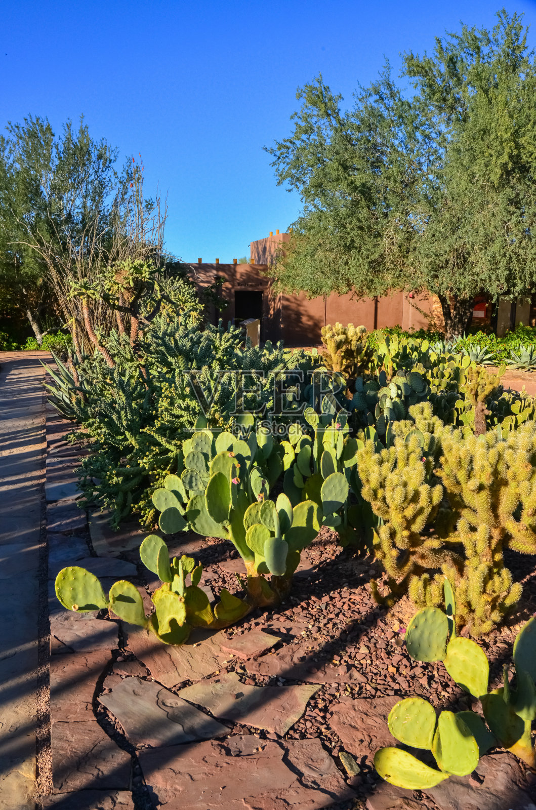 亚利桑那州凤凰城植物园里不同种类的仙人掌照片摄影图片