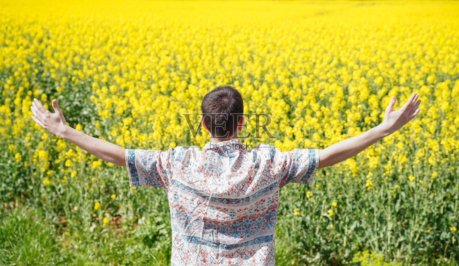 一个自由人的后视图，他在长满黄色油菜花的草地上举起双臂。照片摄影图片