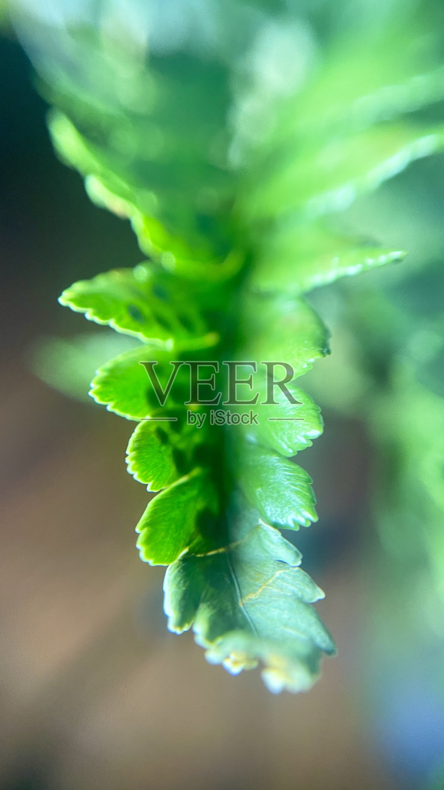 绿色的叶子照片摄影图片