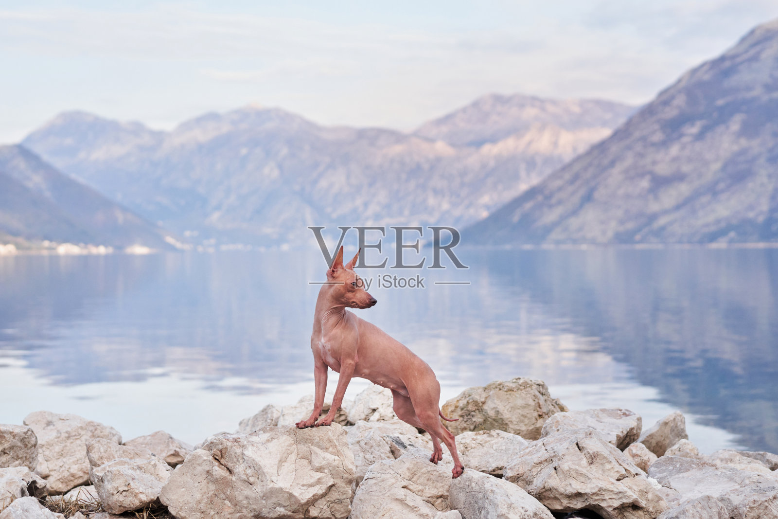 一只美国无毛梗犬凝视着湖光山色的背景照片摄影图片