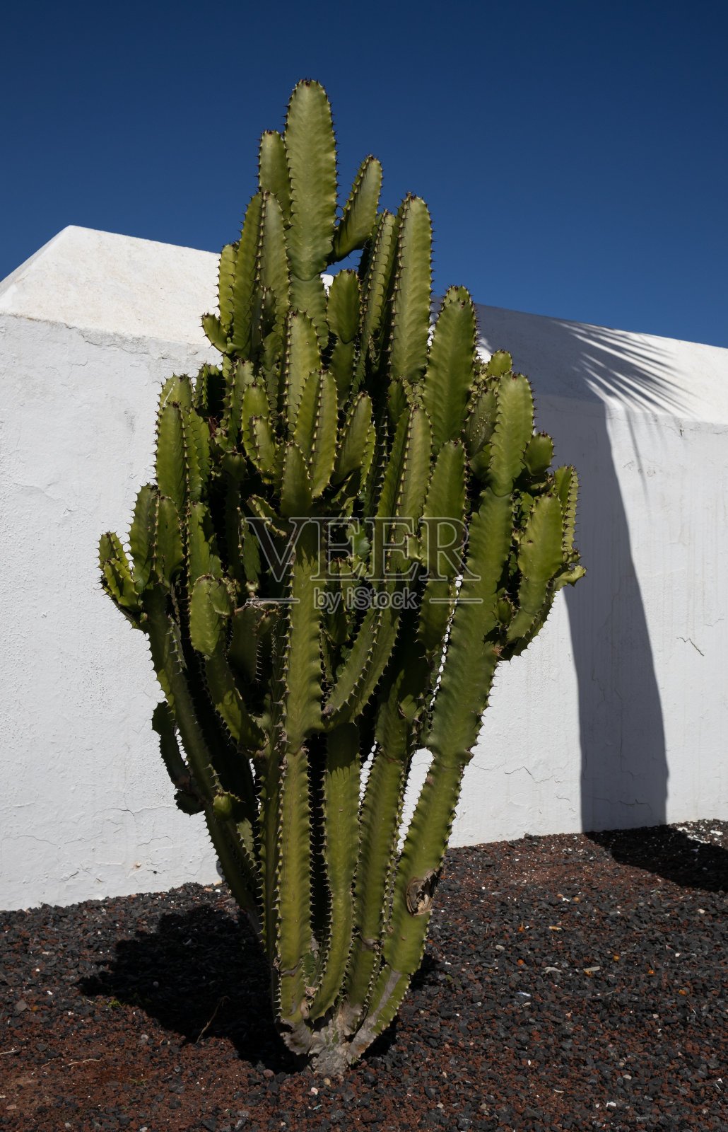 Euphorbia cactus plant, Canary Islands照片摄影图片