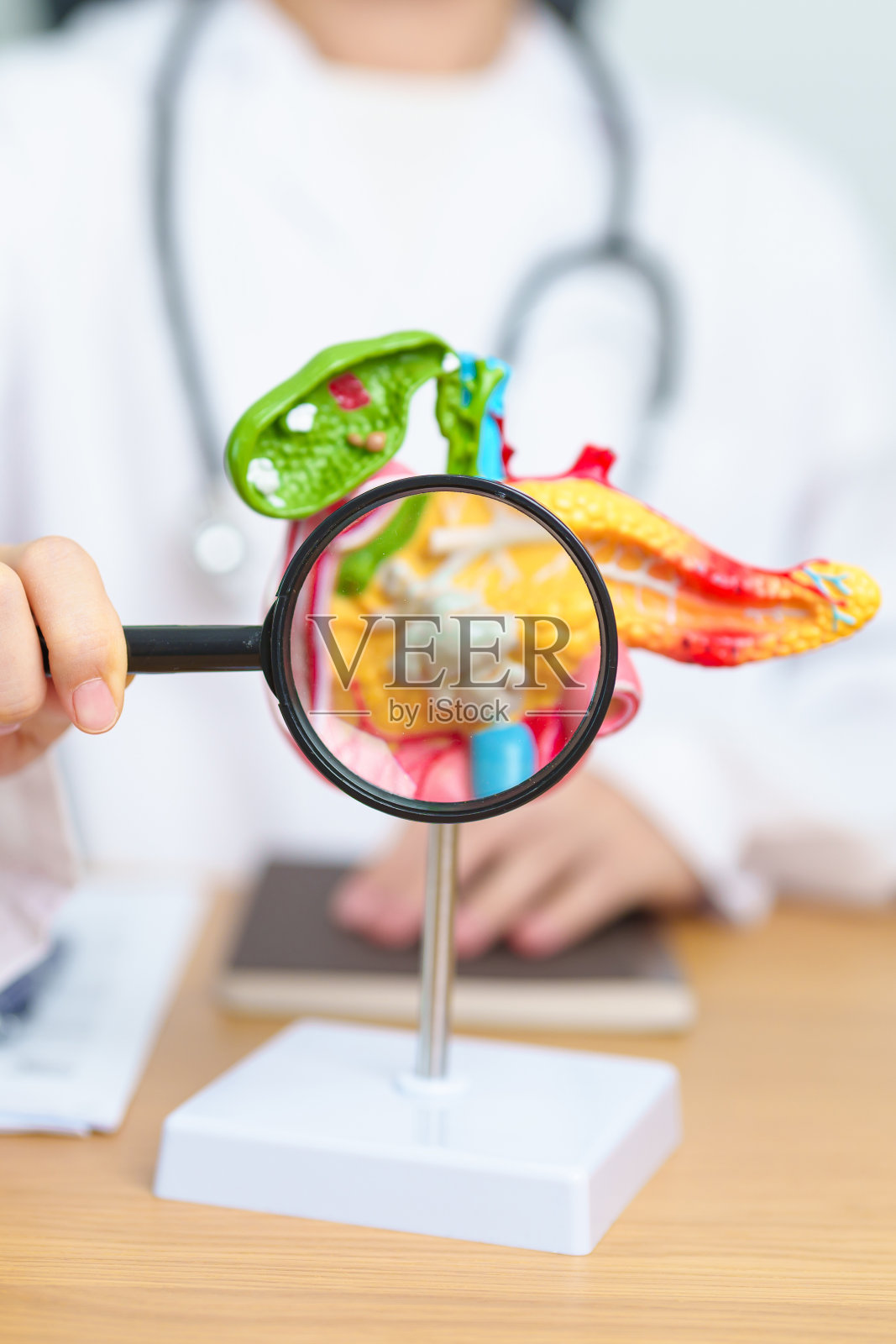 医生用胰腺、胆囊、胆管、十二指肠、小肠和放大镜解剖胰腺炎模型。胰腺癌，急性胰腺炎和消化系统照片摄影图片