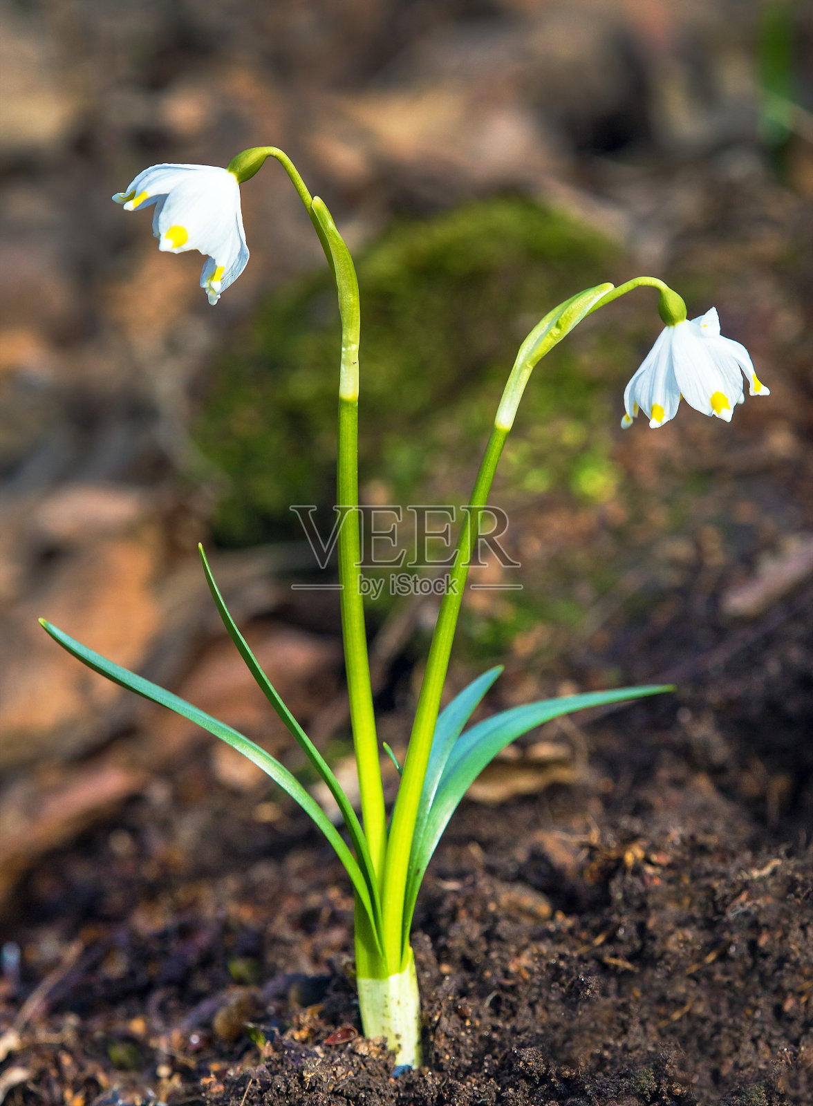 拉丁语leucojum vernum春天的雪花花照片摄影图片