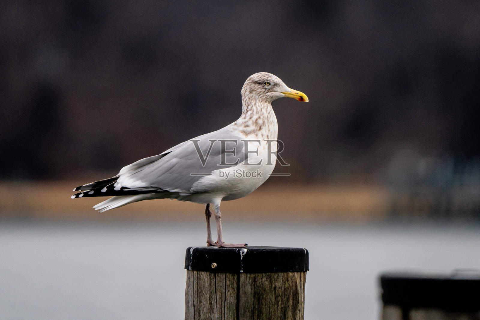 孤独的海鸥站在码头上照片摄影图片