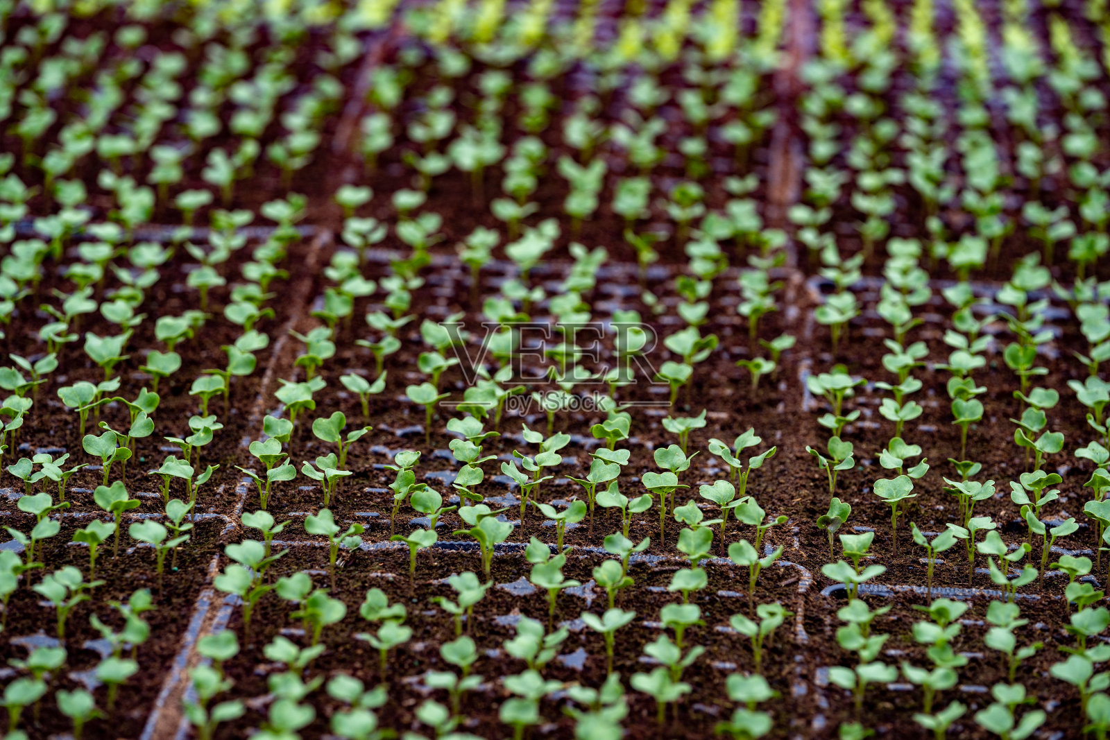 温室里绿色植物生长的风景照片摄影图片