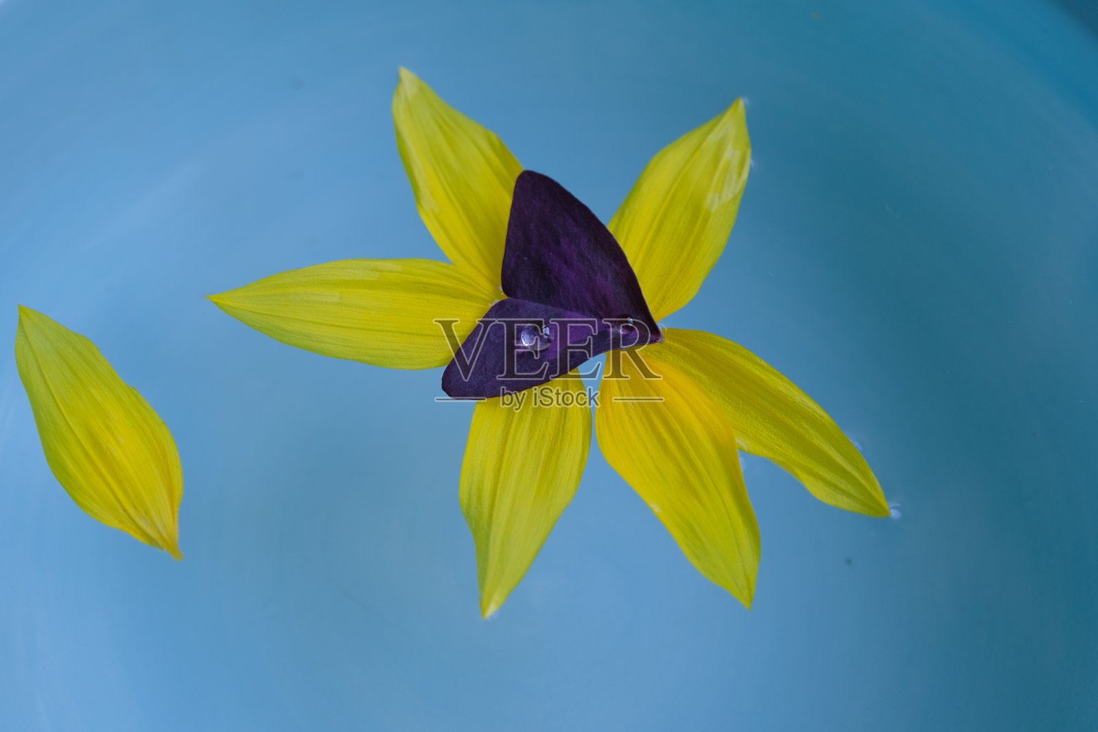 花瓣飘落的背景。落花花瓣和水滴在蓝色的背景照片摄影图片