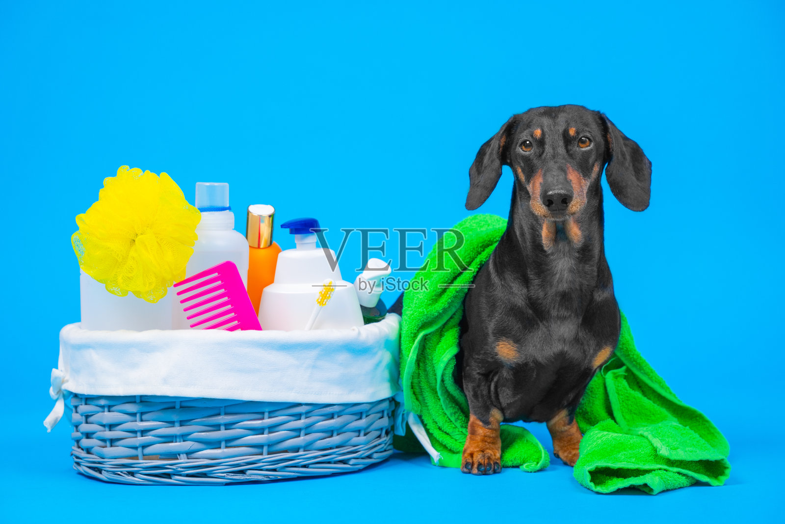 狗在明亮的毛巾正准备洗澡与一套沐浴护理化妆品照片摄影图片