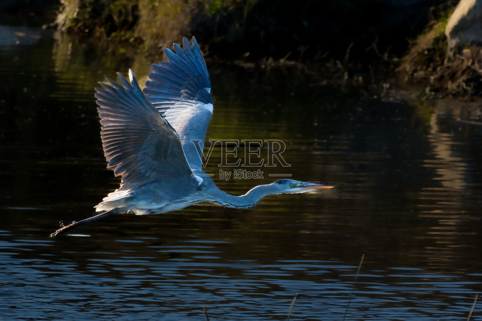 Kızılırmak三角洲的白鹭和苍鹭照片摄影图片