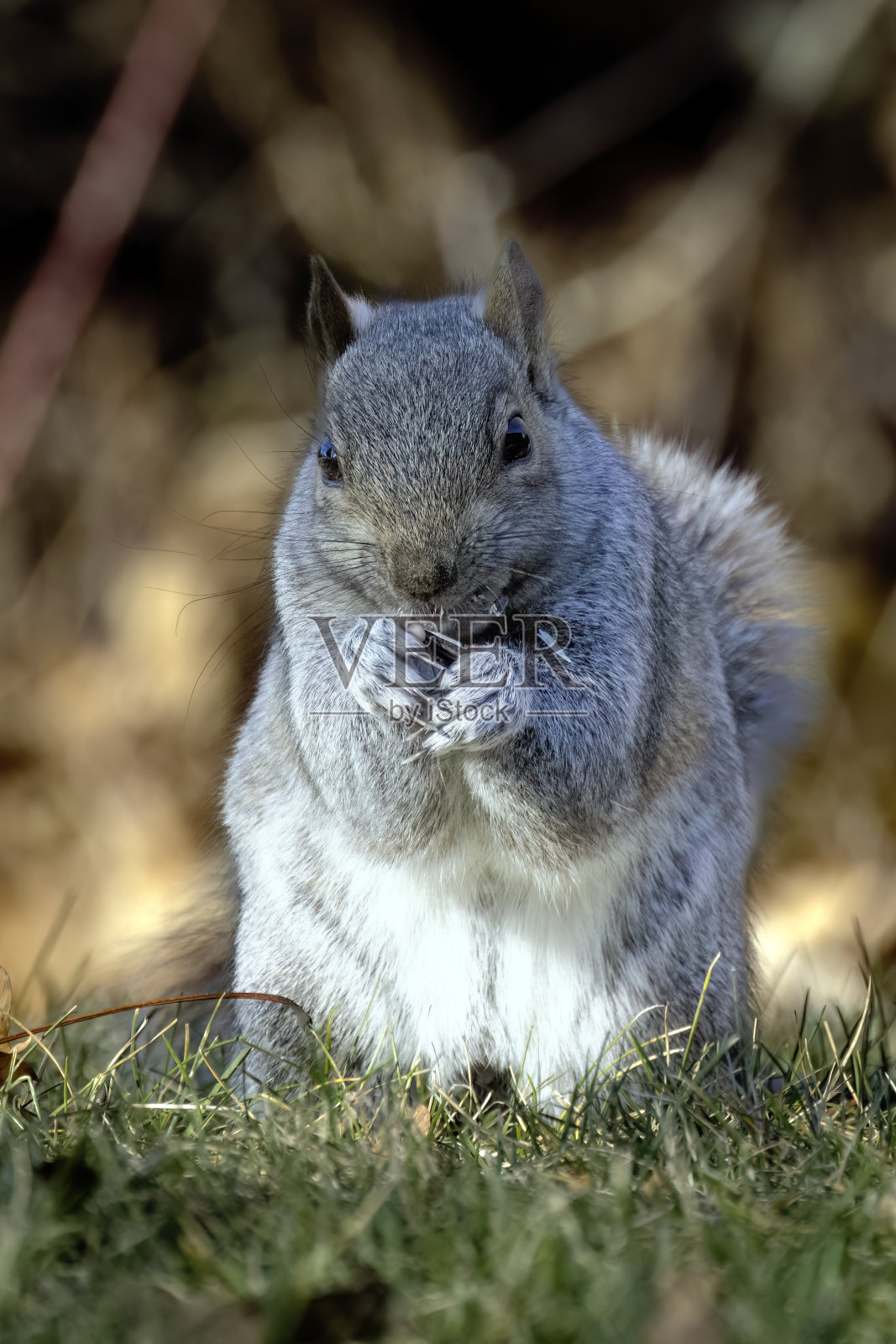 灰松鼠照片摄影图片