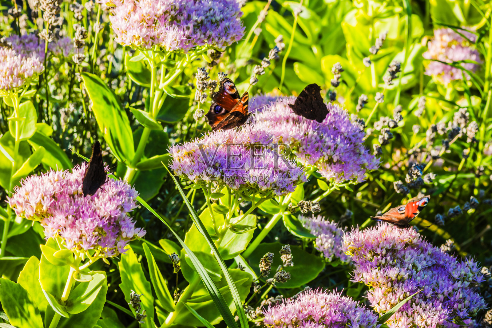 花上的蝴蝶孔雀眼。粉红花上的蝴蝶孔雀眼。一只蝴蝶在夏天的一天从花中采集花蜜照片摄影图片