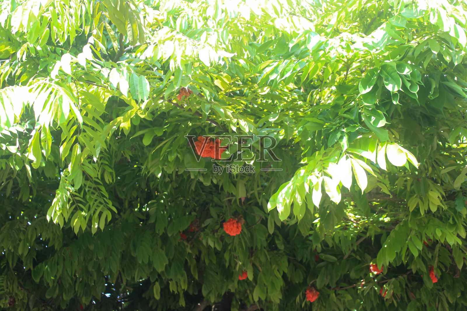 Brownea花照片摄影图片