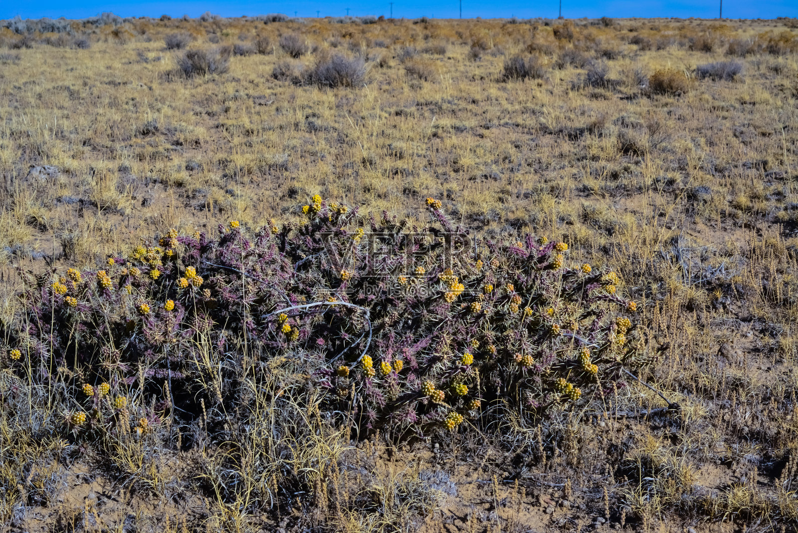 多刺圆柱属植物，果实黄色，有种子。产自美国亚利桑那仙人掌照片摄影图片