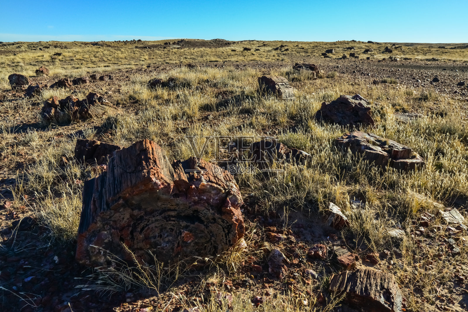 石化树的树干，多种颜色的矿物晶体。石化森林国家公园，亚利桑那州照片摄影图片