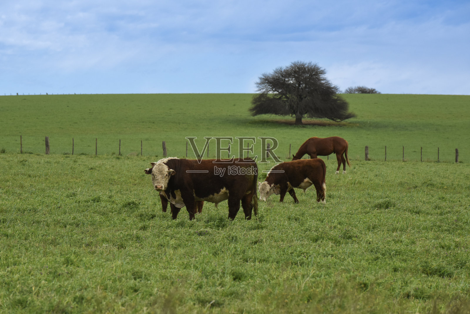 阿根廷拉潘帕省巴塔哥尼亚乡村的奶牛照片摄影图片