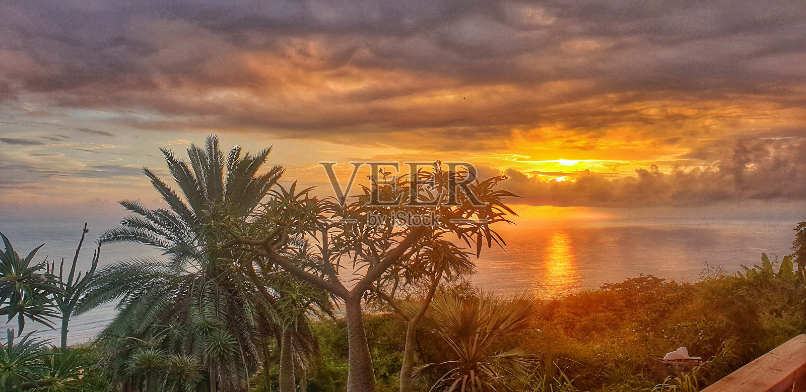 阳光洒在树上照片摄影图片