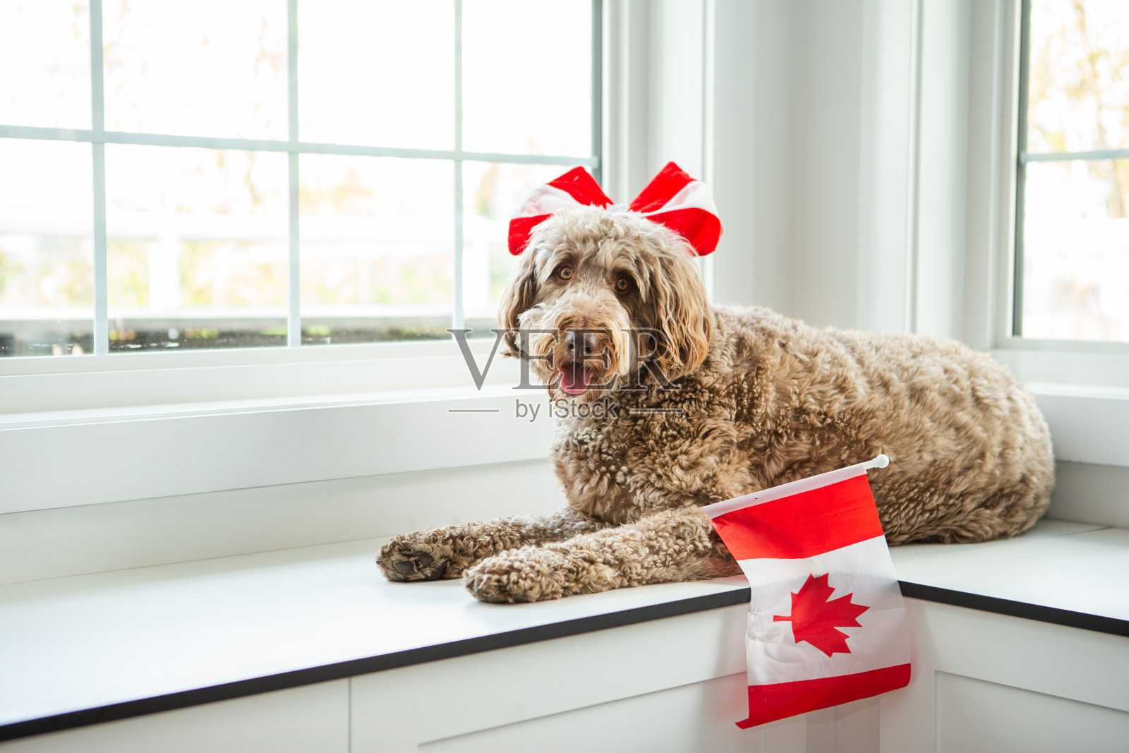 金色拉布拉多犬庆祝加拿大国庆日照片摄影图片