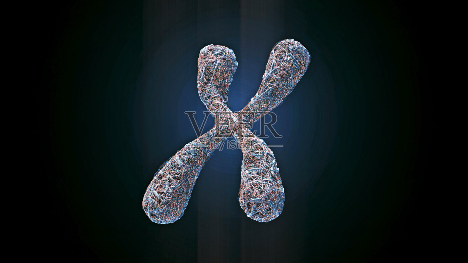 X染色体照片摄影图片