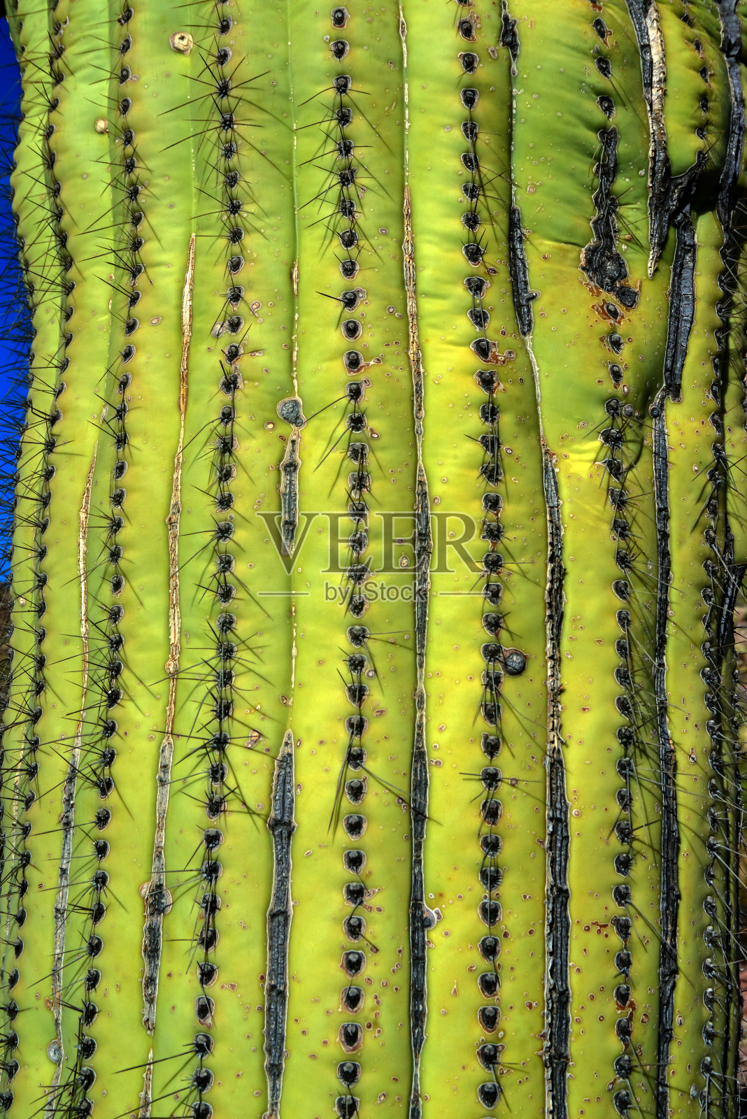 美国亚利桑那州一种仙人掌(Carnegiea gigantea)的粗软木状多刺茎的碎片照片摄影图片