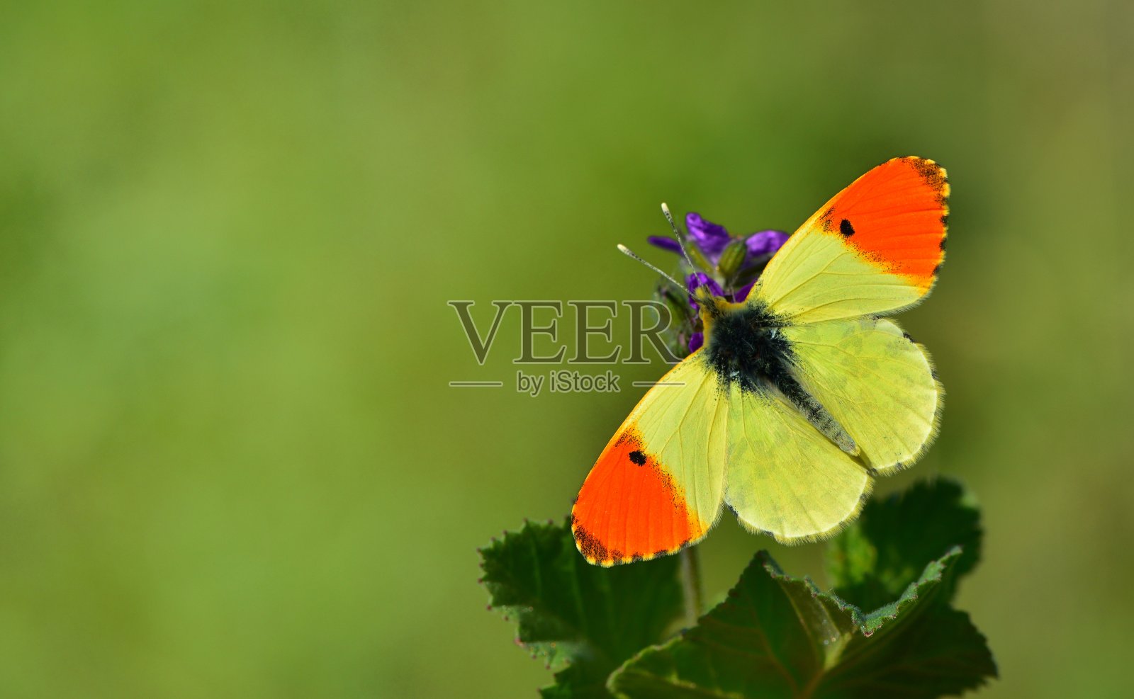 anthcharis Damone 292照片摄影图片