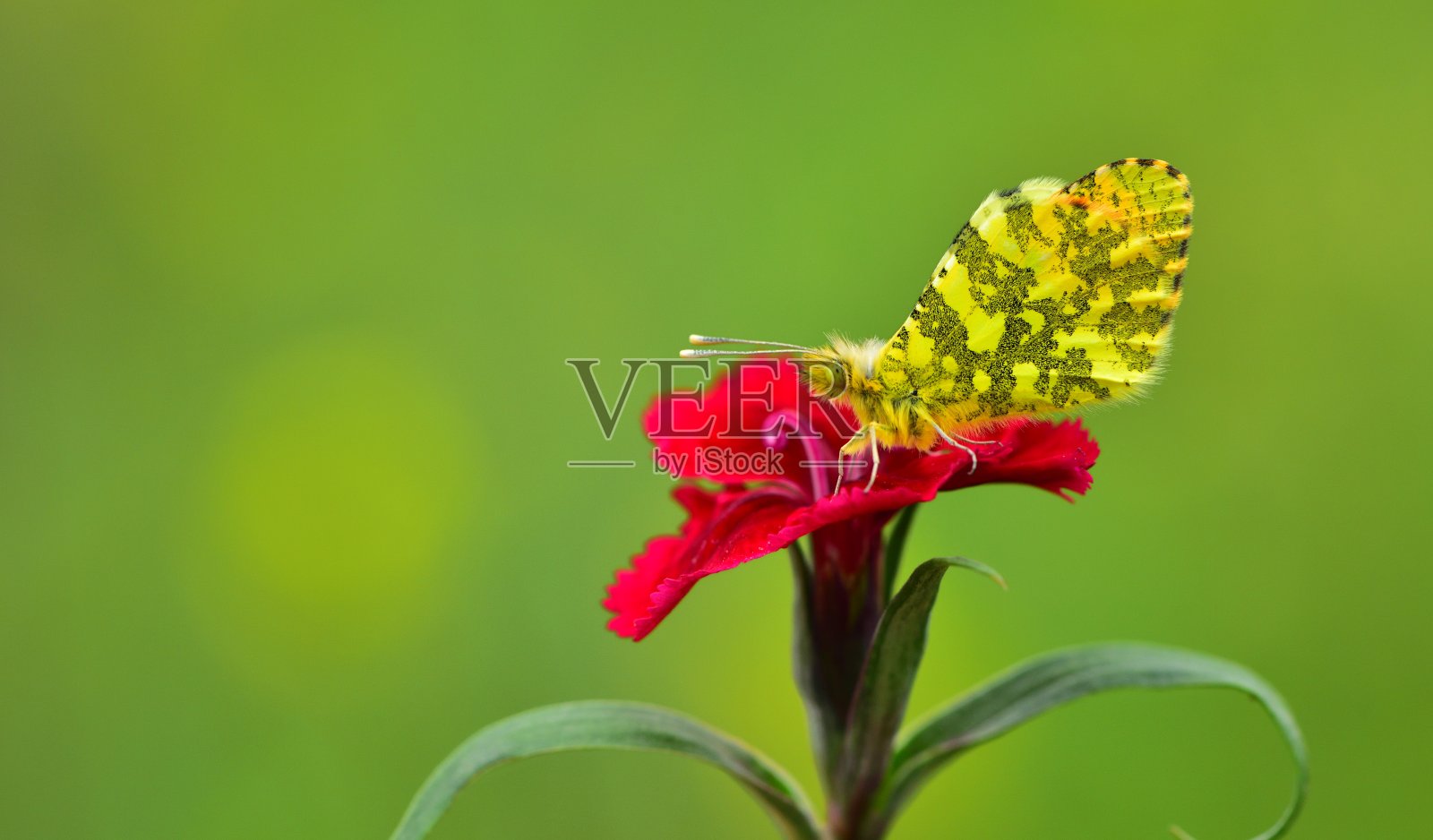 anthcharis Damone 269照片摄影图片