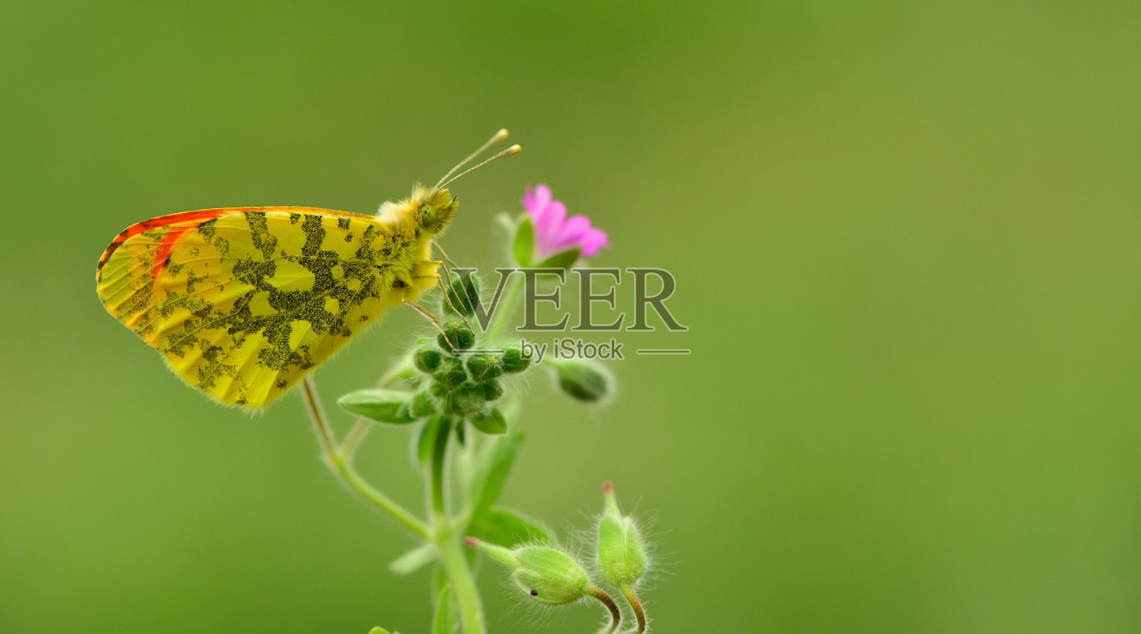 anthcharis Damone 276照片摄影图片