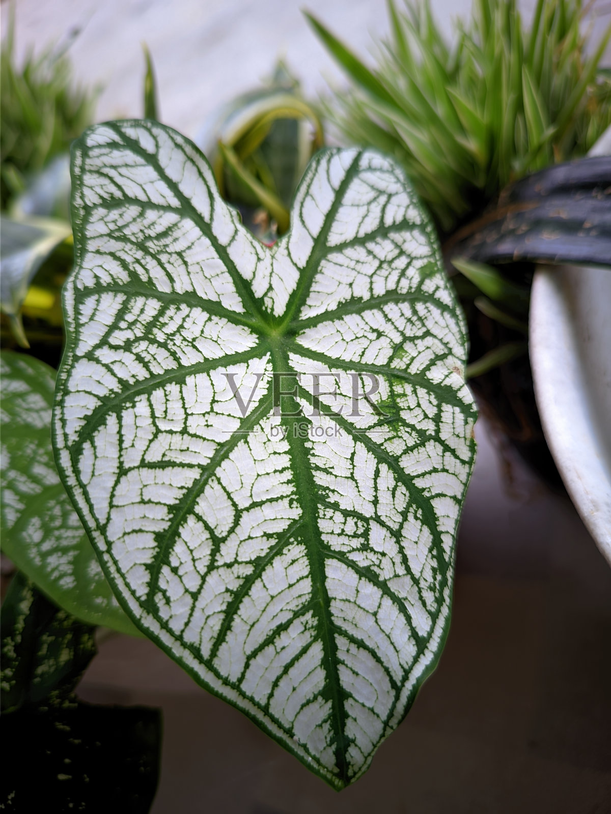 耶稣之心之花照片摄影图片