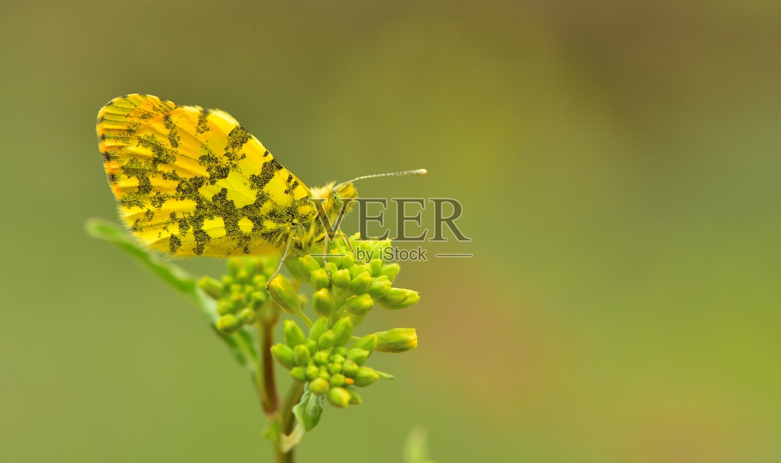 anthcharis Damone照片摄影图片