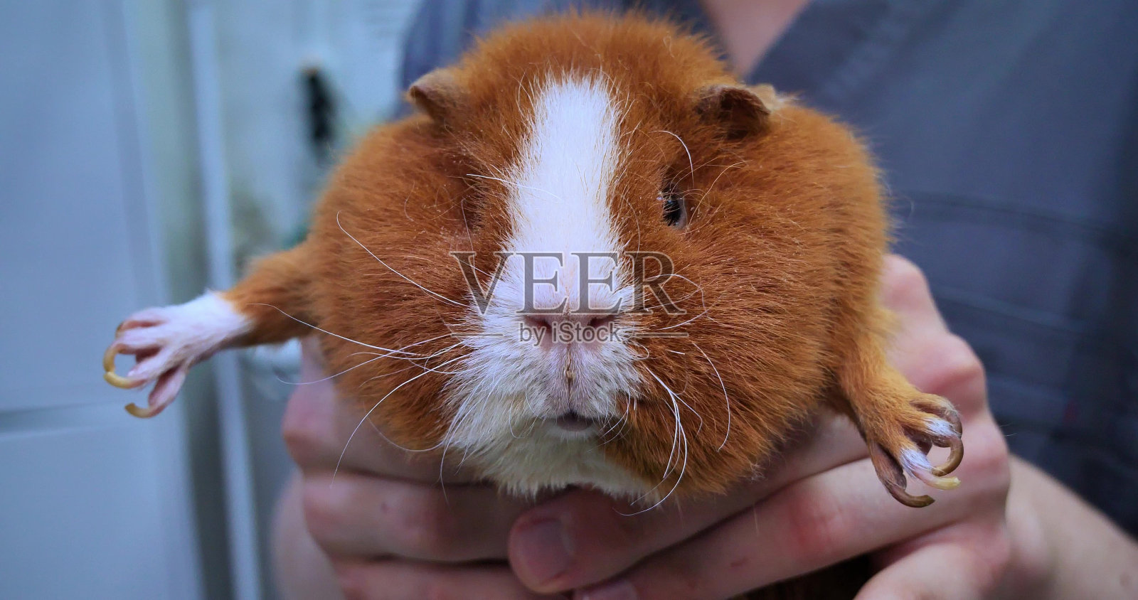 一只有趣的豚鼠小心翼翼地坐在兽医的手里这只豚鼠被带到兽医那里接种疫苗。一只大脸颊的豚鼠皱着眉头坐在兽医的手里。照片摄影图片