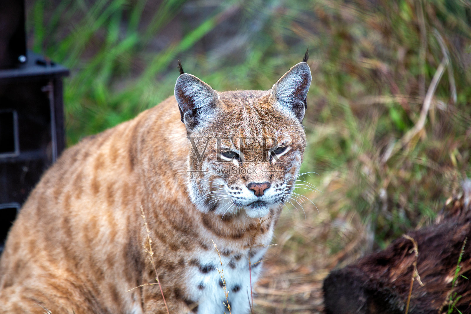 山猫(山猫鲁弗斯)户外照片摄影图片