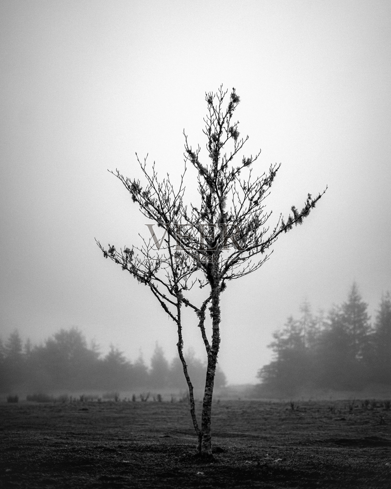 裸树照片摄影图片