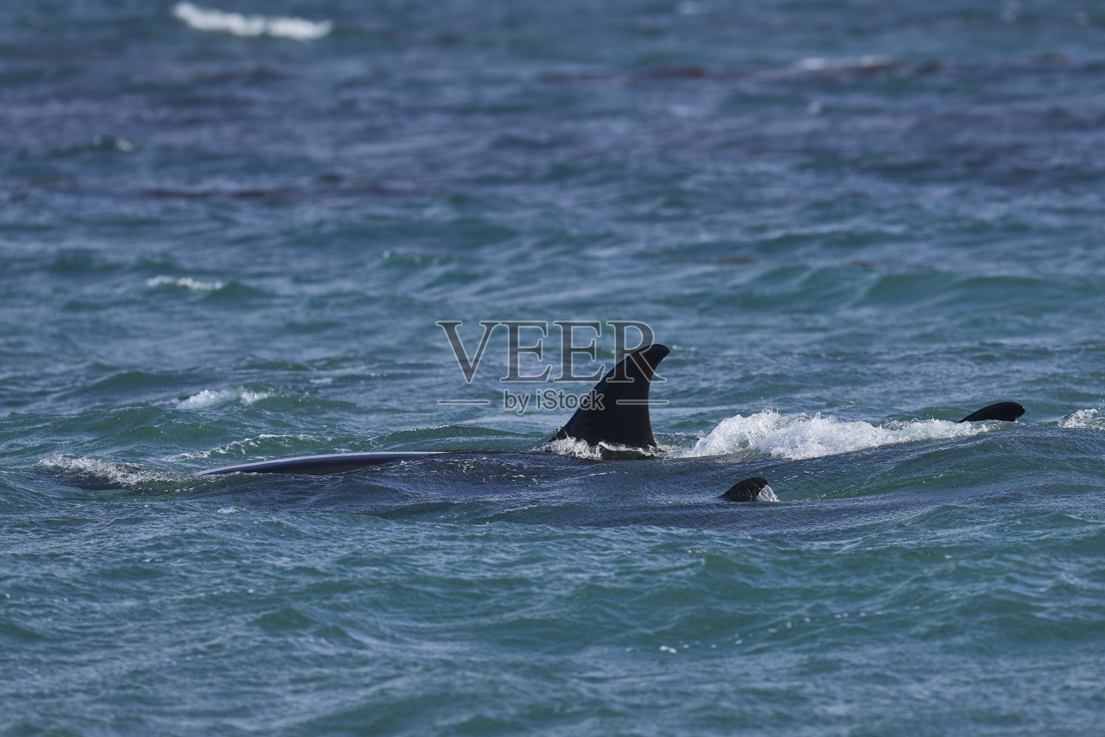 虎鲸照片摄影图片