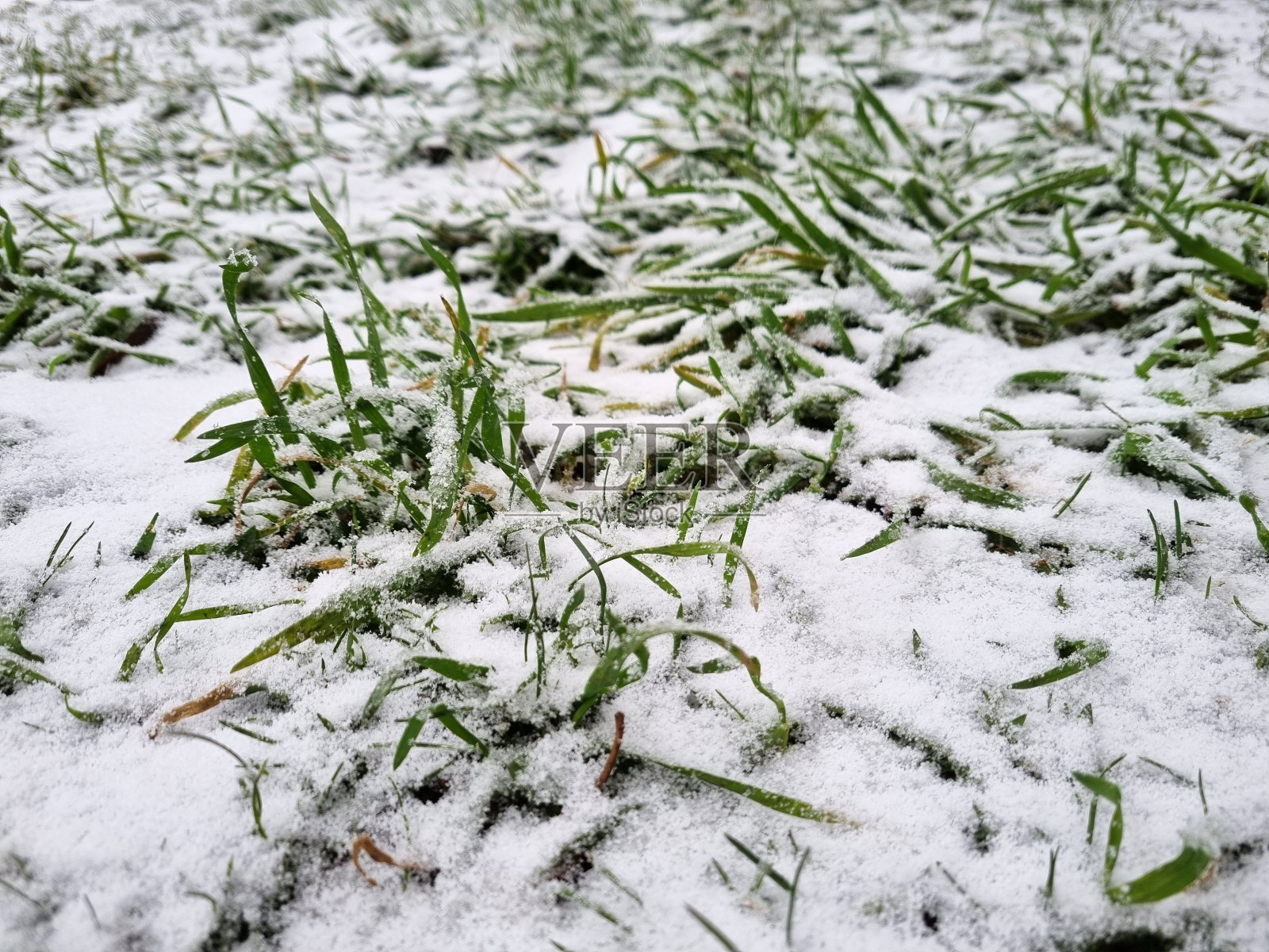 白色的雪花落在绿色的草地上照片摄影图片