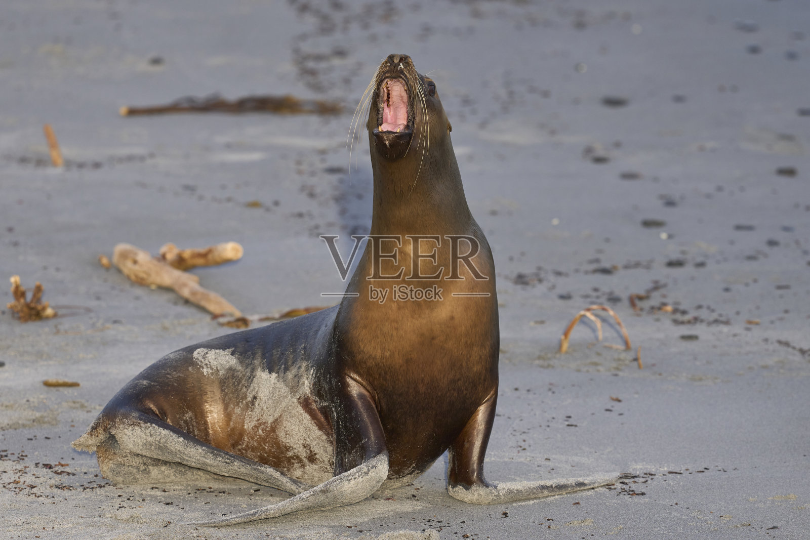 南海狮照片摄影图片