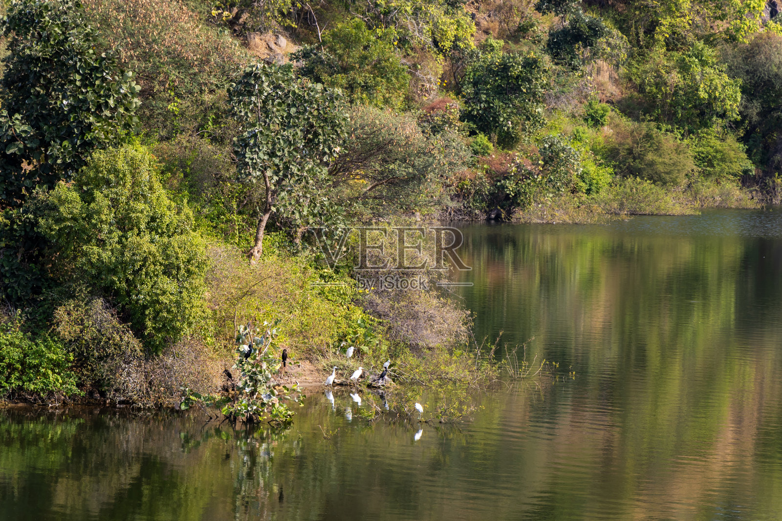原始湖泊与山林反射和鸟类坐在边缘在白天从平角照片摄影图片