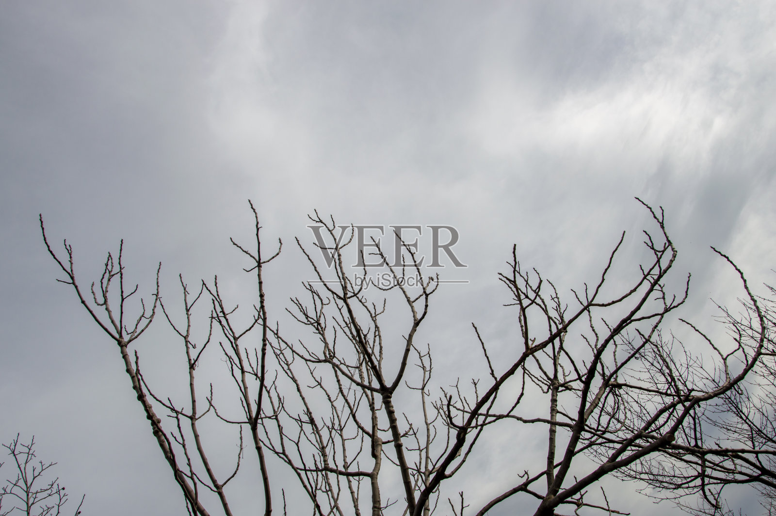 在森林里照片摄影图片