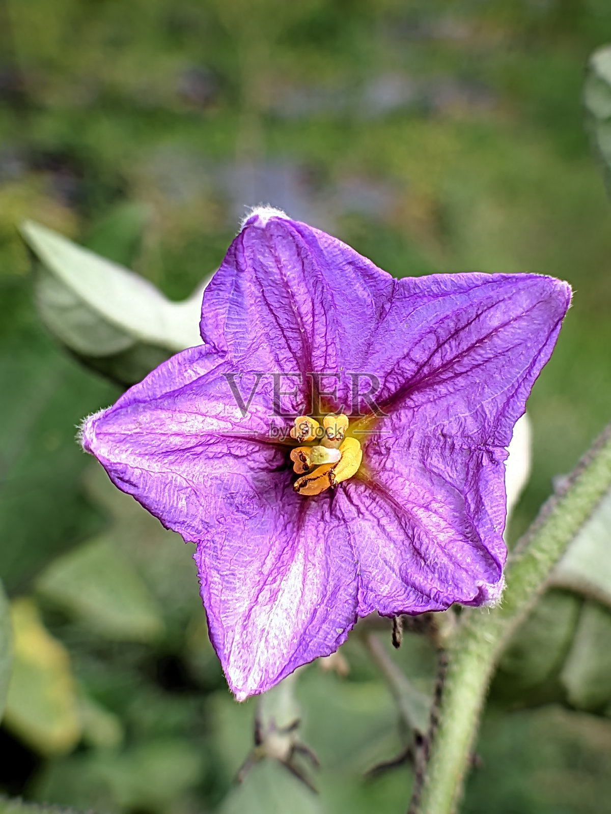 紫色的花照片摄影图片