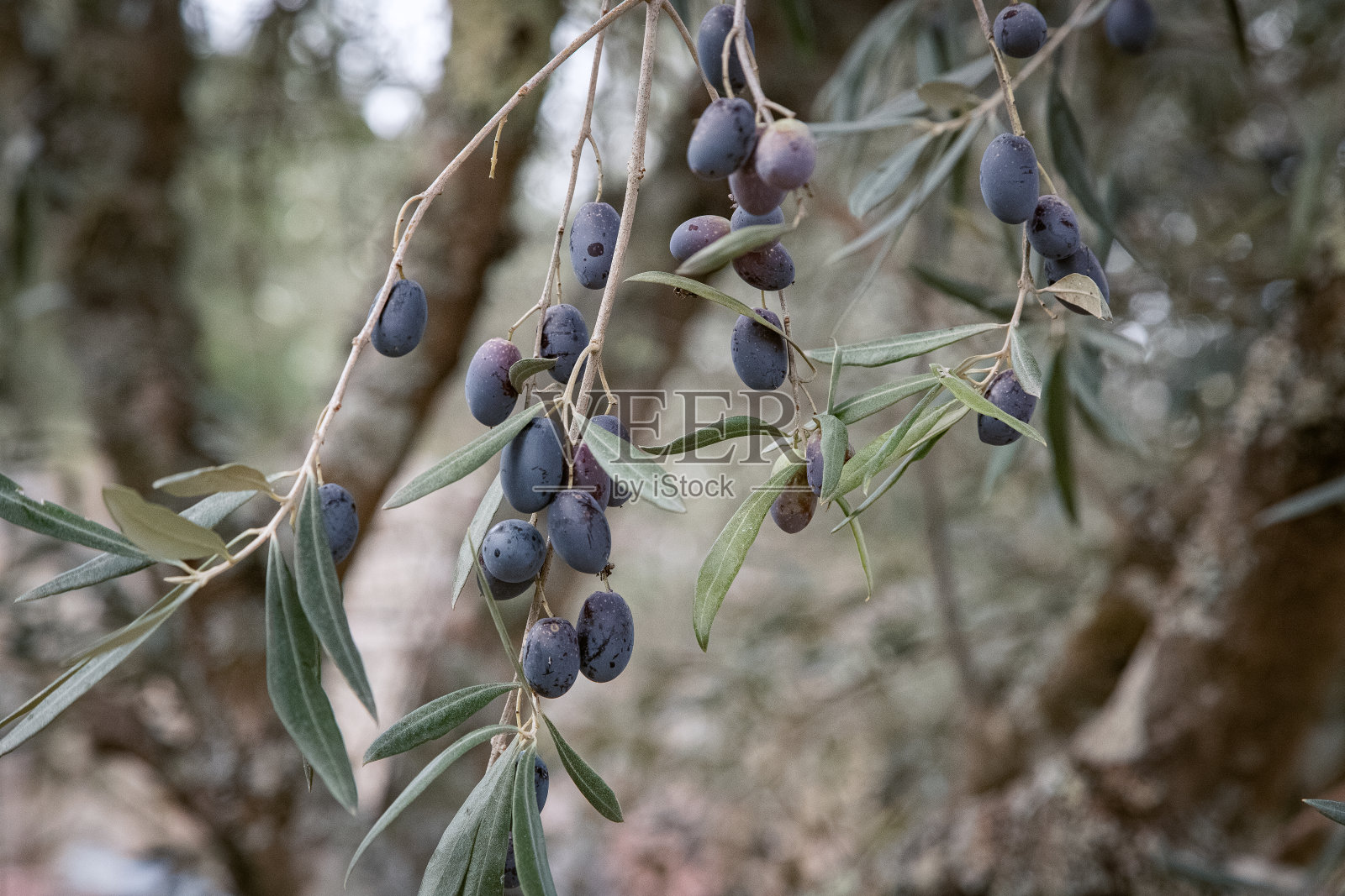 橄榄树上有成熟的橄榄，准备收获。满是橄榄的树枝。关闭了。葡萄牙，Trás-os-montes，维拉雷亚尔。照片摄影图片